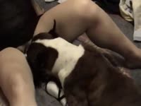 Dog eating and fucking the zoopussy of beastie gal